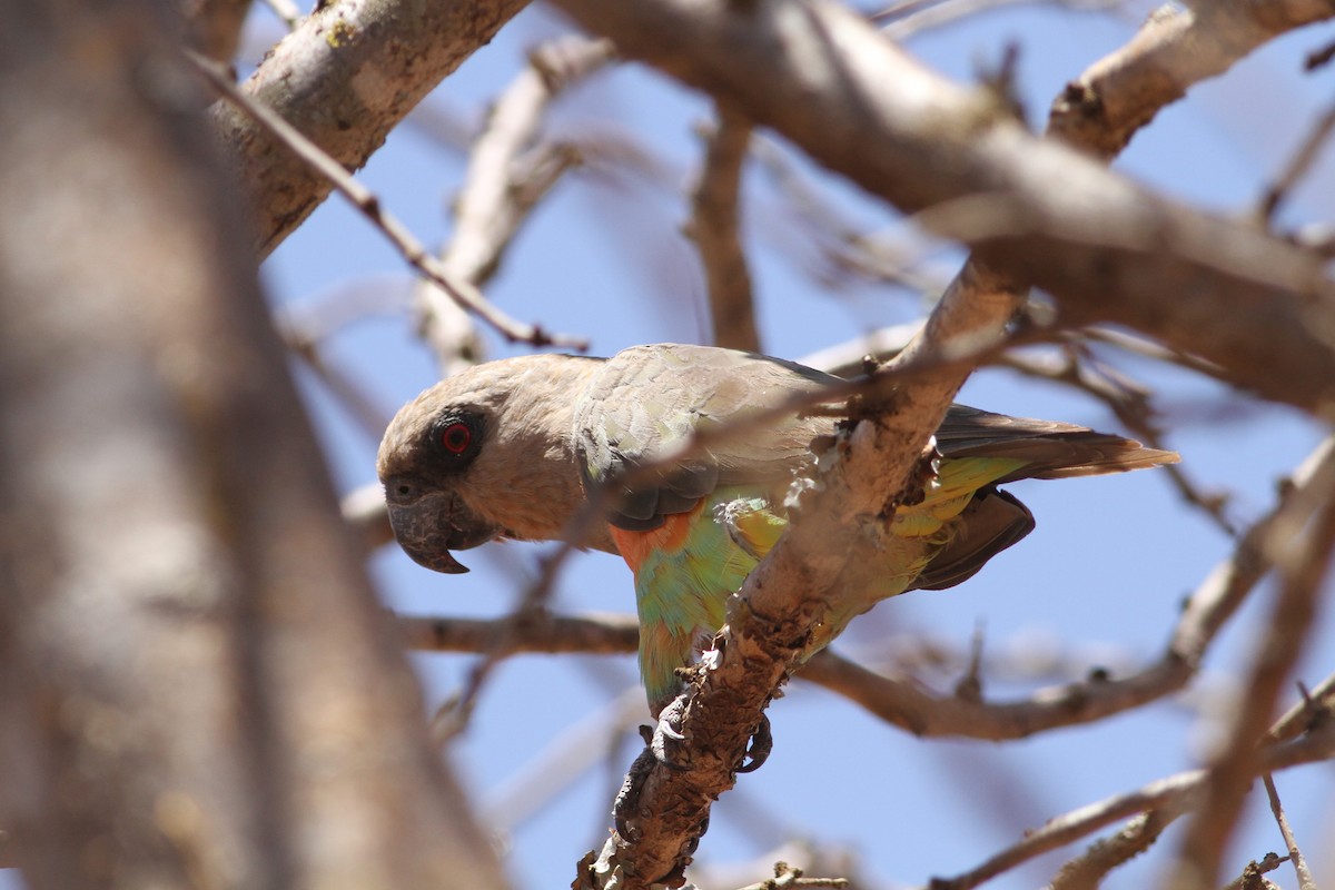 Red-bellied Parrot - ML204686001