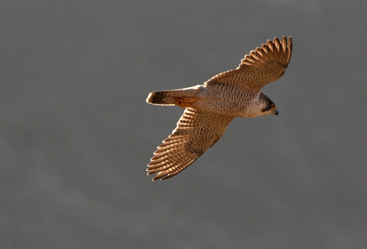 Peregrine Falcon (Barbary) - Rainer Seifert