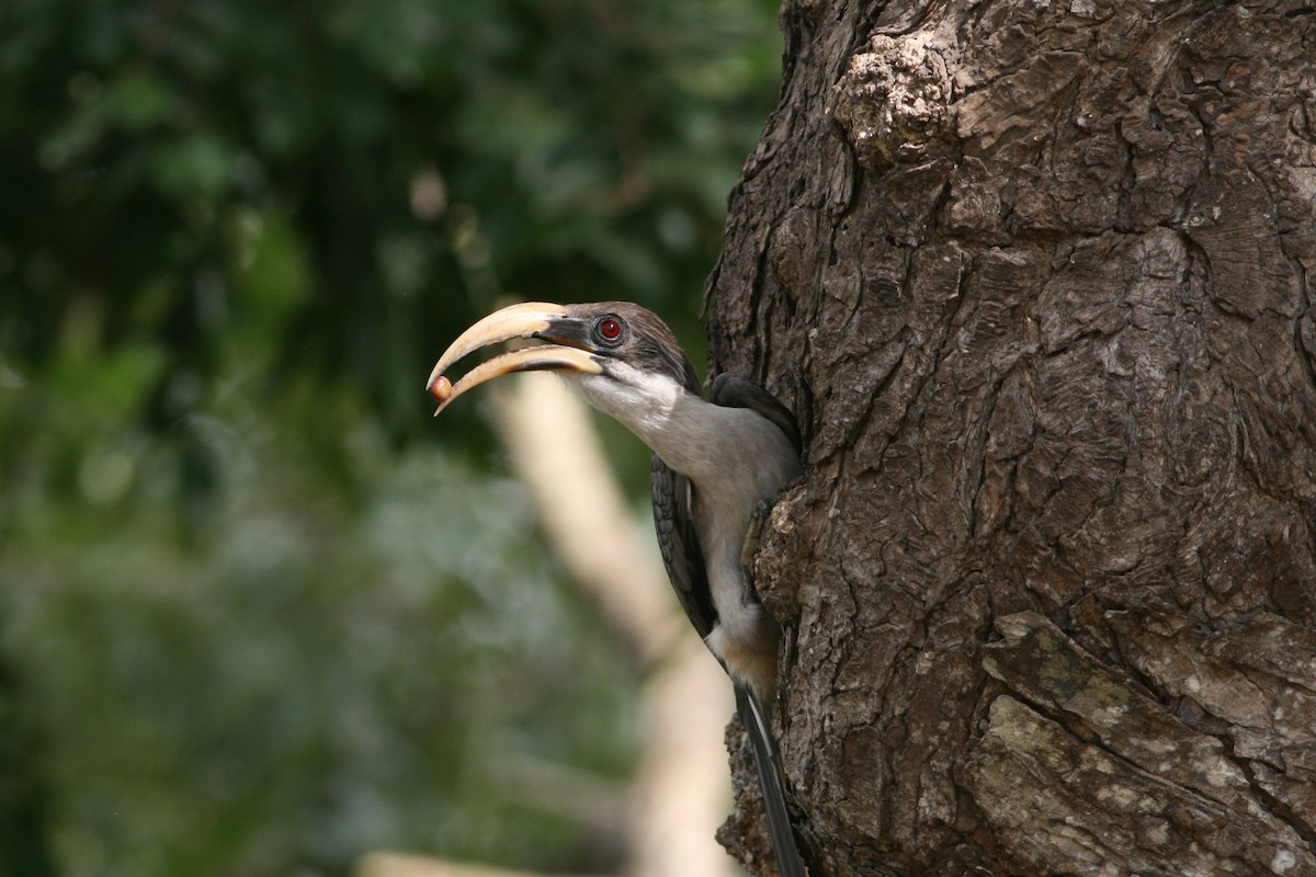Sri Lanka Gray Hornbill - Rainer Seifert