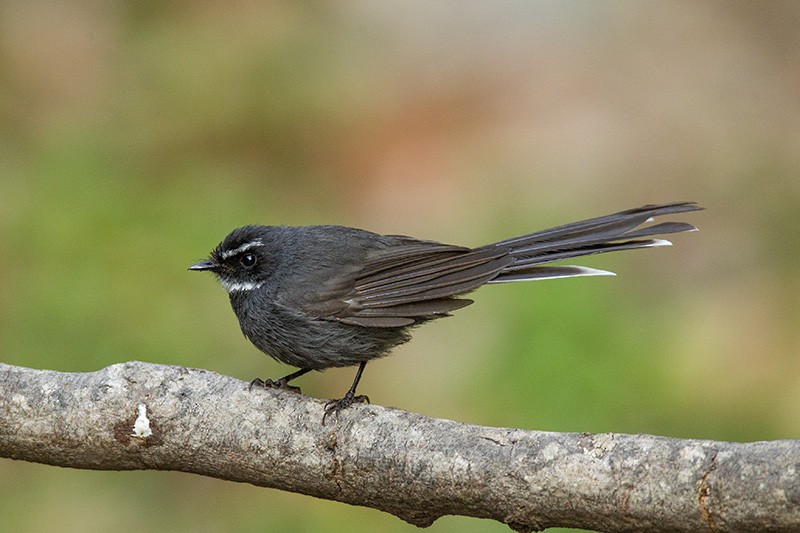 White-throated Fantail - ML204686331