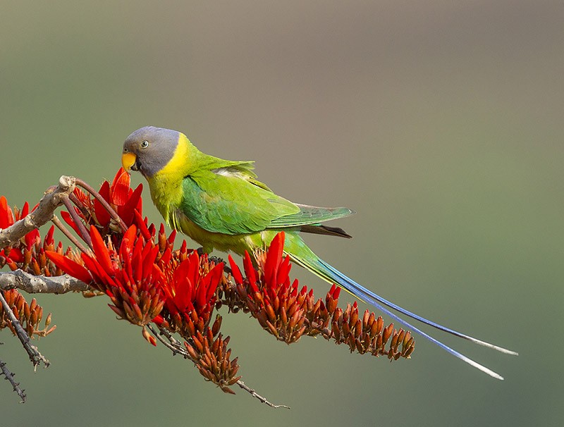 Plum-headed Parakeet - Solomon Sampath Kumar