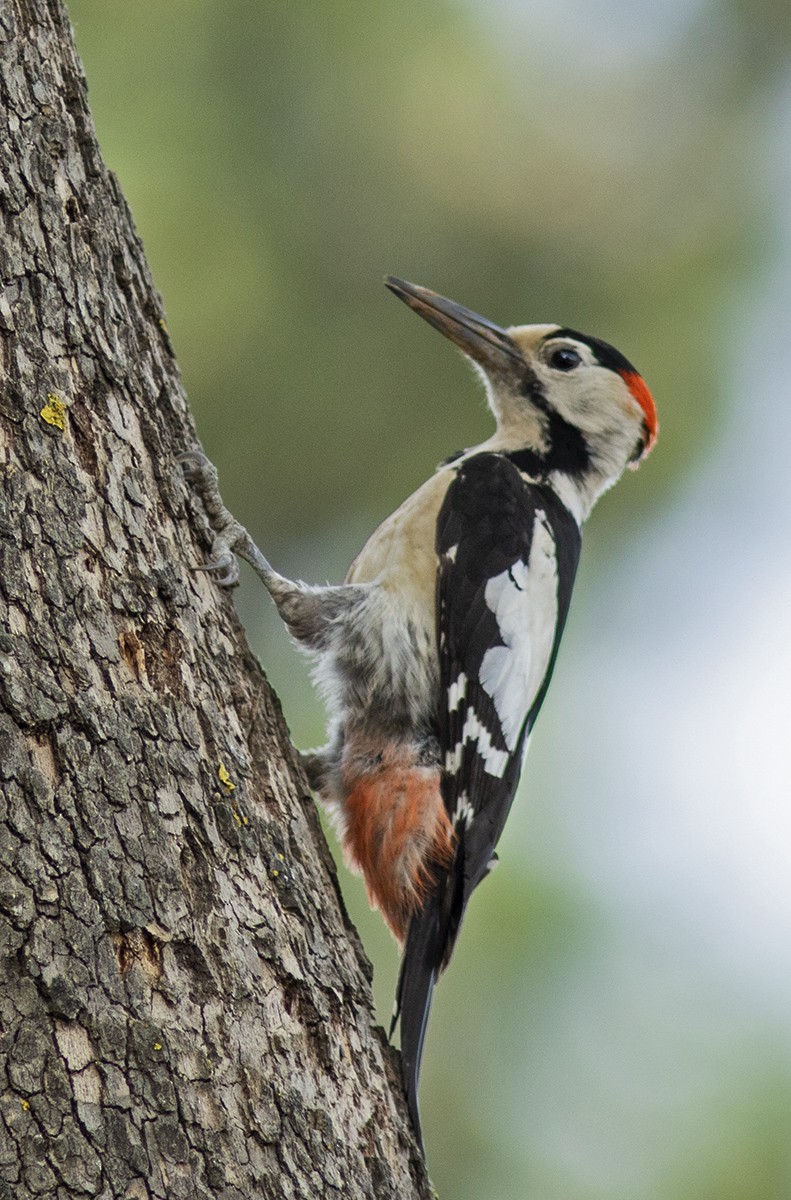 Syrian Woodpecker - Solomon Sampath Kumar