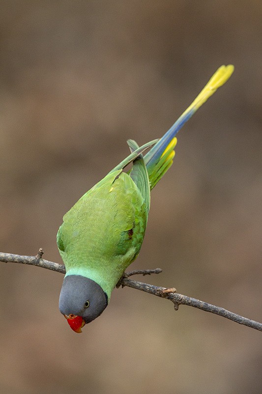 Гималайский кольчатый попугай - ML204686491