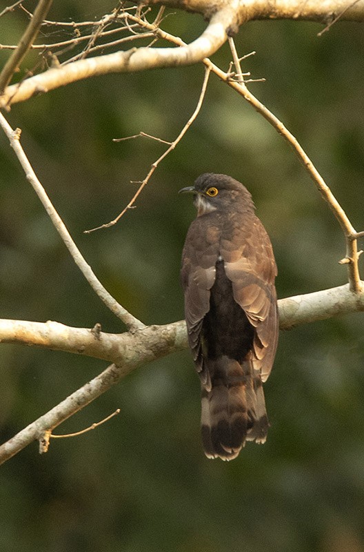 Large Hawk-Cuckoo - Solomon Sampath Kumar