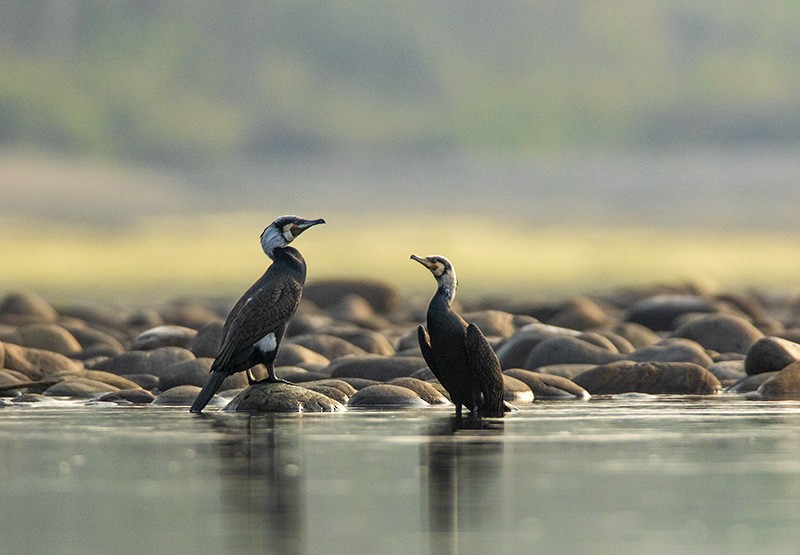 Great Cormorant (Eurasian) - Solomon Sampath Kumar