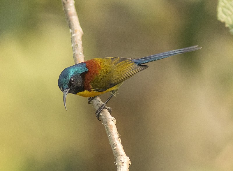 Green-tailed Sunbird (Green-tailed) - Solomon Sampath Kumar