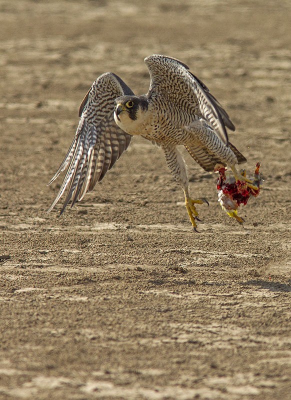Peregrine Falcon (Tundra) - Solomon Sampath Kumar