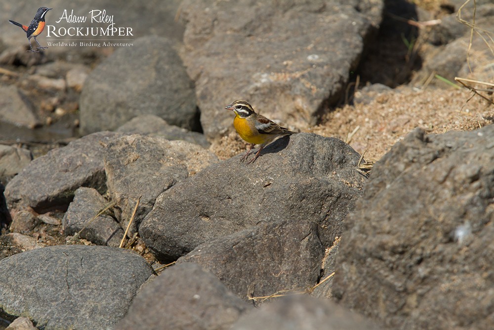 Golden-breasted Bunting - ML204687161