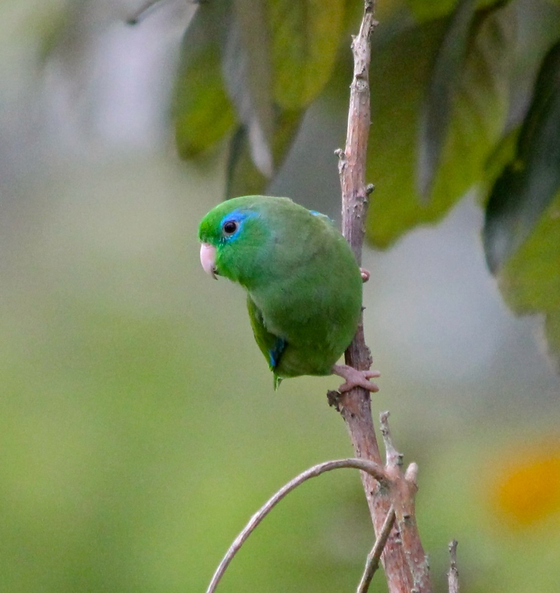 Spectacled Parrotlet - dardanio manuli