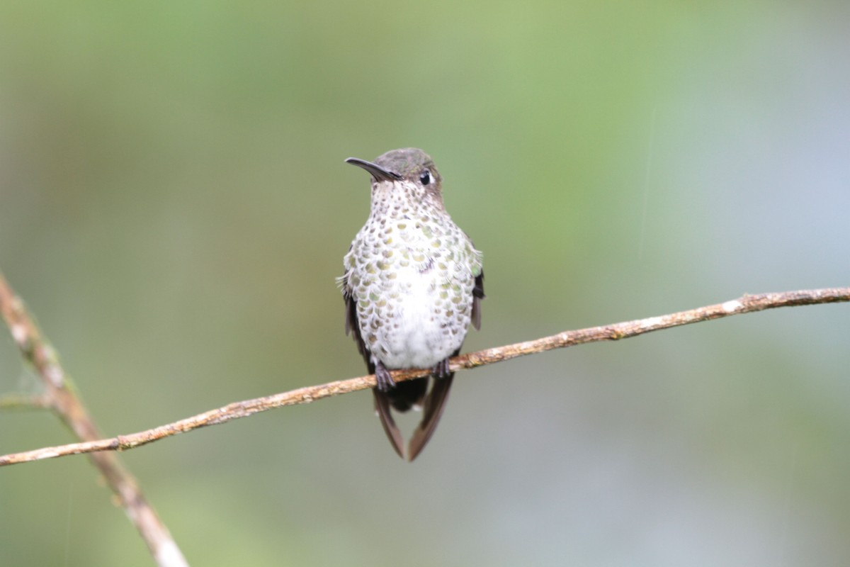 Many-spotted Hummingbird - Leendert van Ginkel