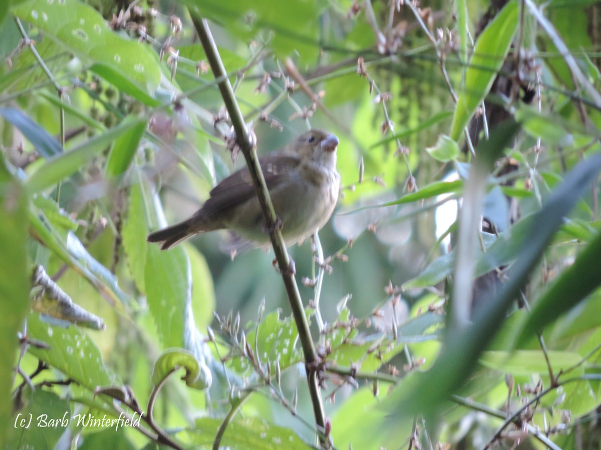 Buffy-fronted Seedeater - Barbara Winterfield