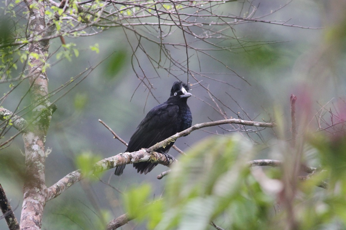 Amazonian Umbrellabird - Rainer Seifert