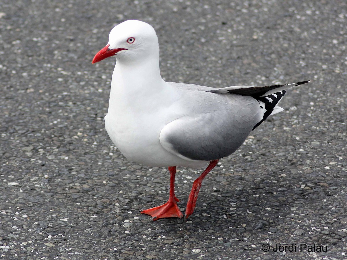 Silver Gull (Red-billed) - ML204688561