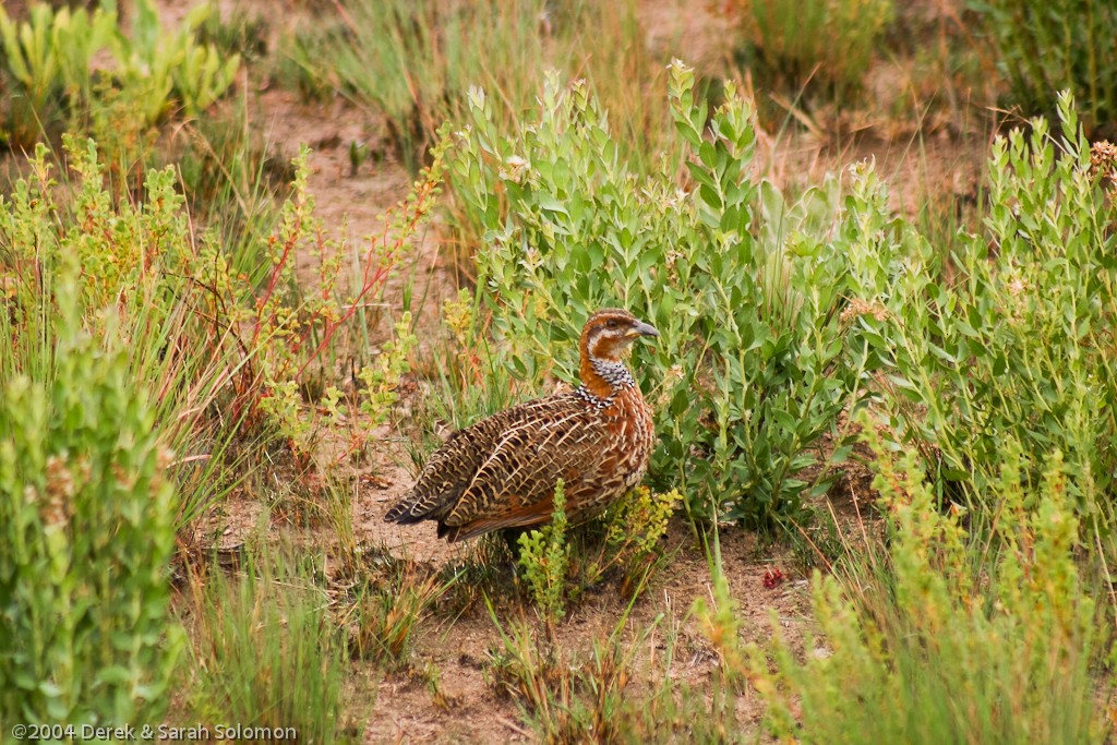 Red-winged Francolin - ML204688721