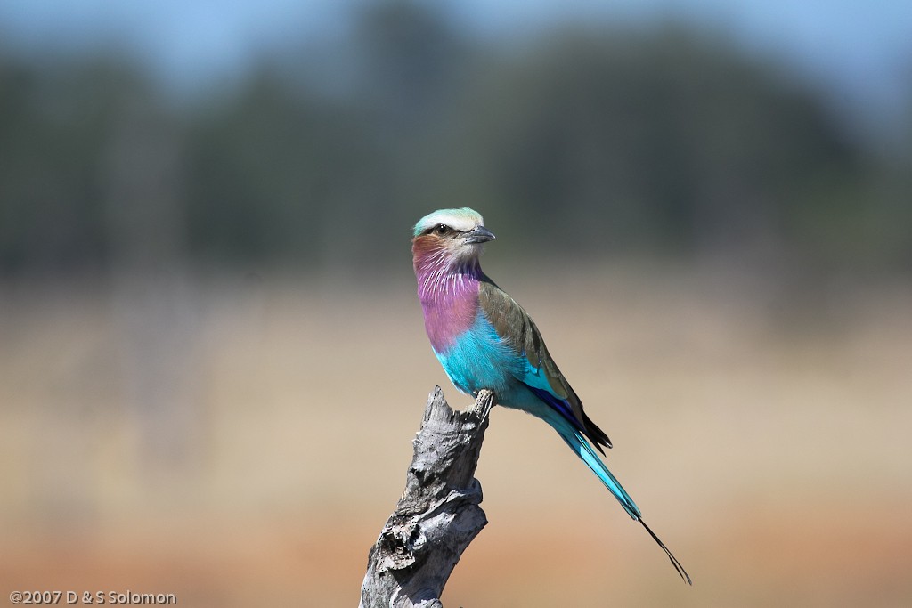 Lilac-breasted Roller - ML204688871