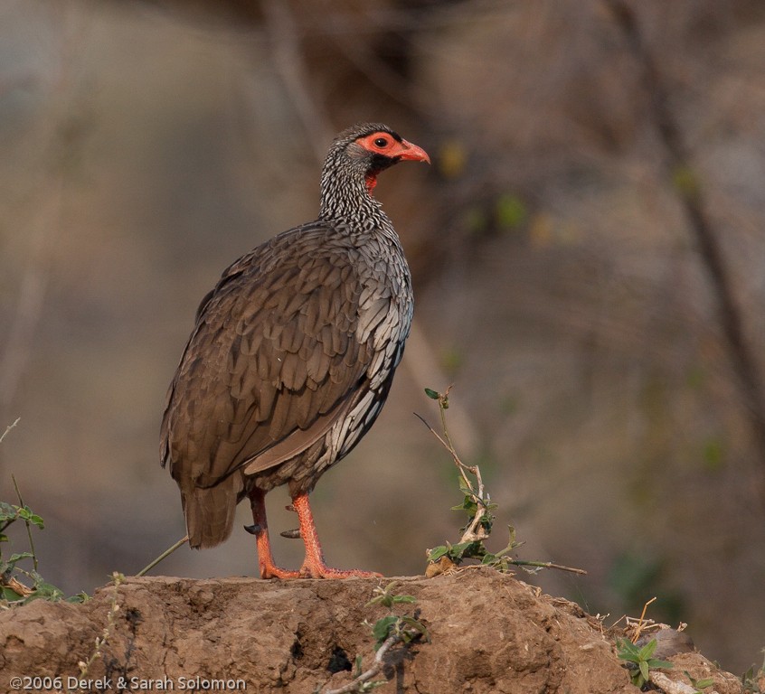 Red-necked Spurfowl - ML204688921
