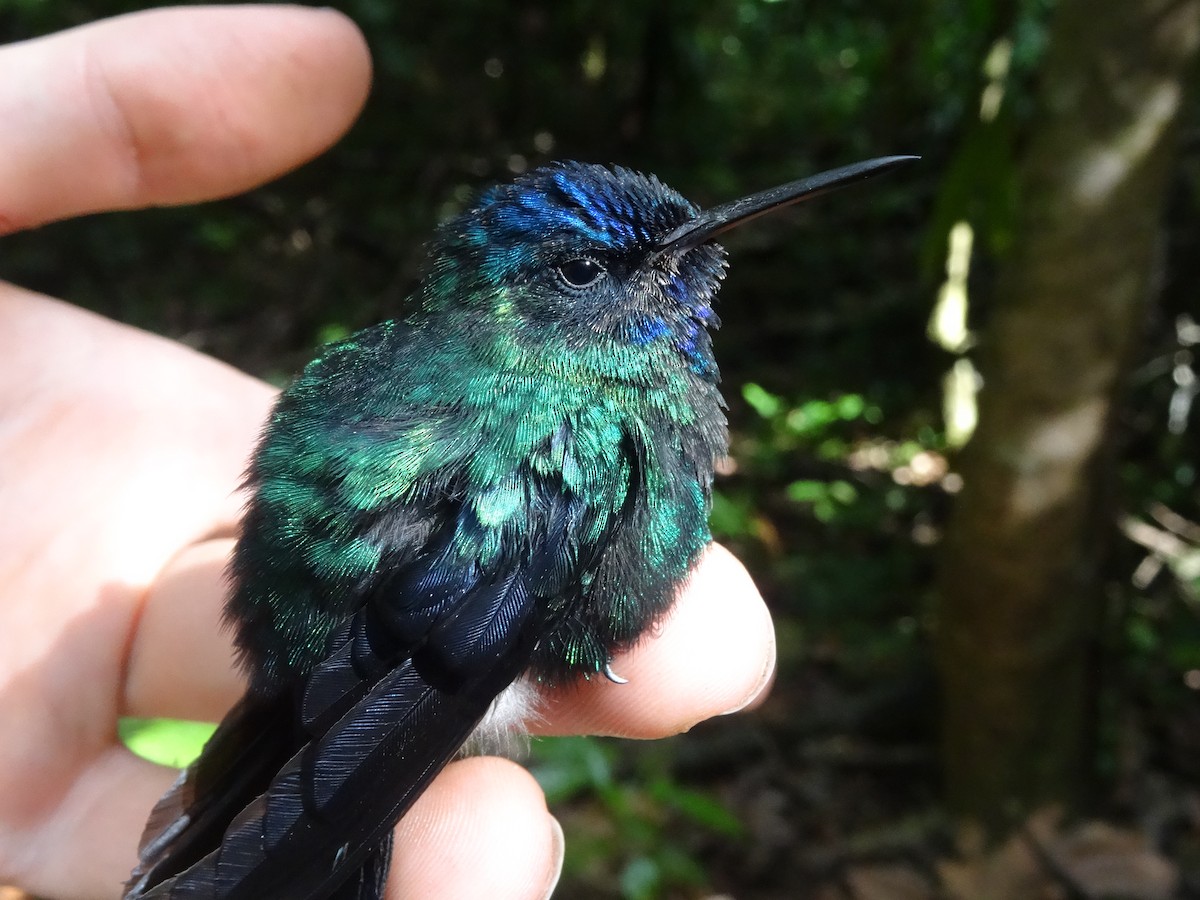 Blue-headed Hummingbird - Tom Martin