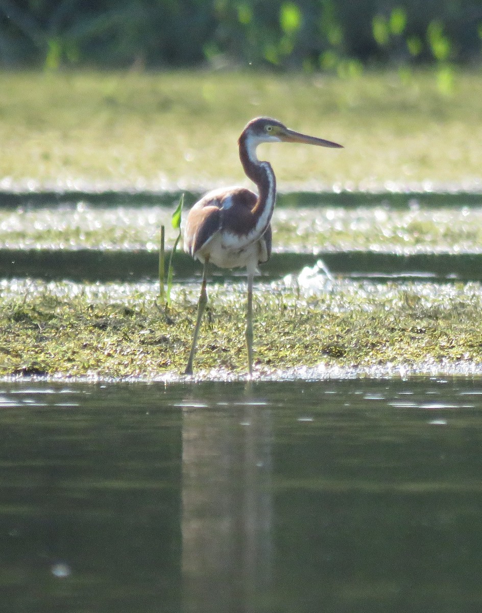 Tricolored Heron - Fred Shaffer