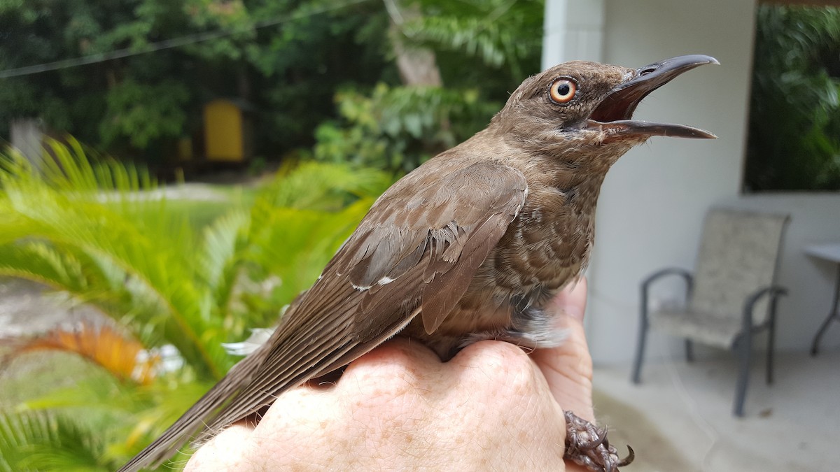 Scaly-breasted Thrasher - ML204689031