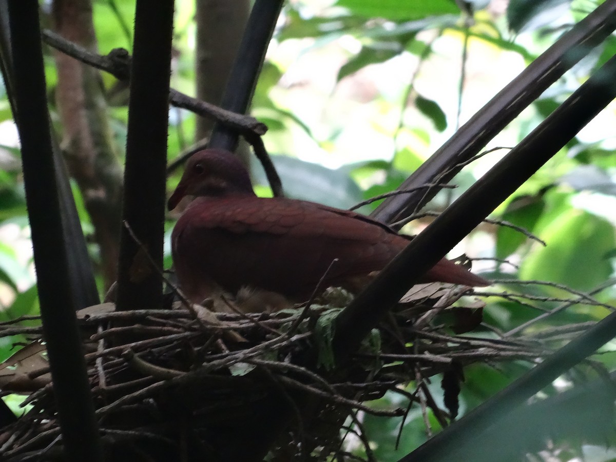 Ruddy Quail-Dove (Martinique) - Tom Martin