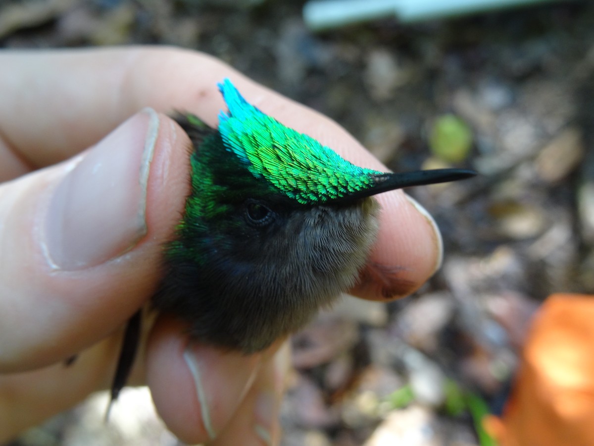 Antillean Crested Hummingbird (Lesser Antilles) - Tom Martin