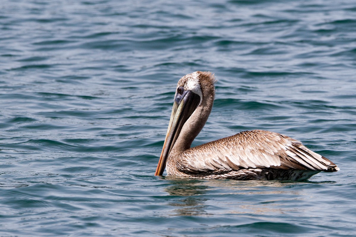pelikán hnědý (ssp. occidentalis/murphyi) - ML204689251