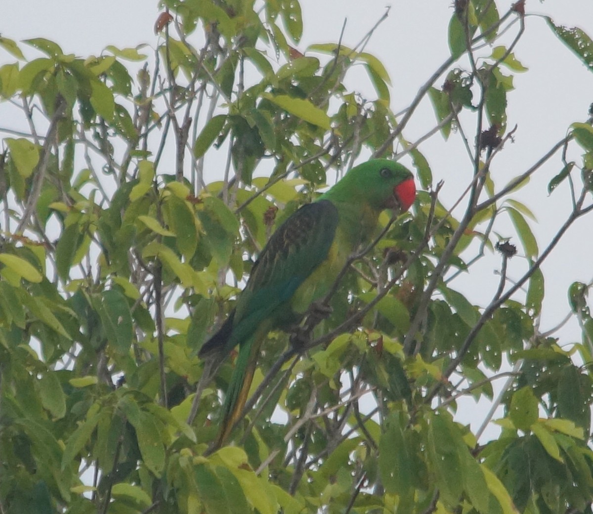 Great-billed Parrot - ML204689261