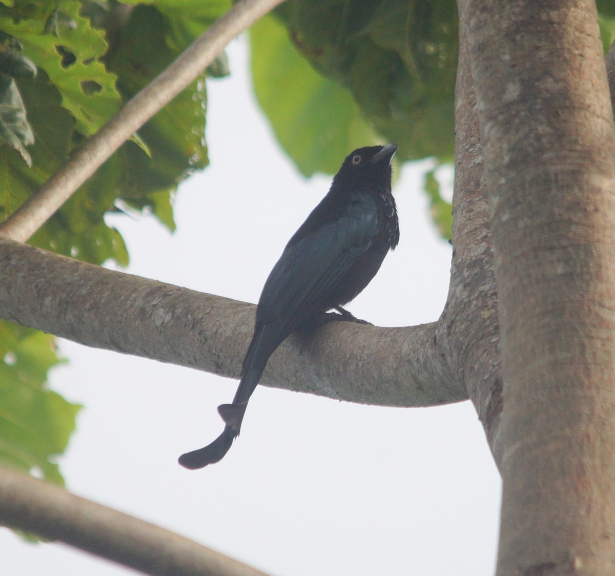 Hair-crested Drongo - Opwall Indonesia