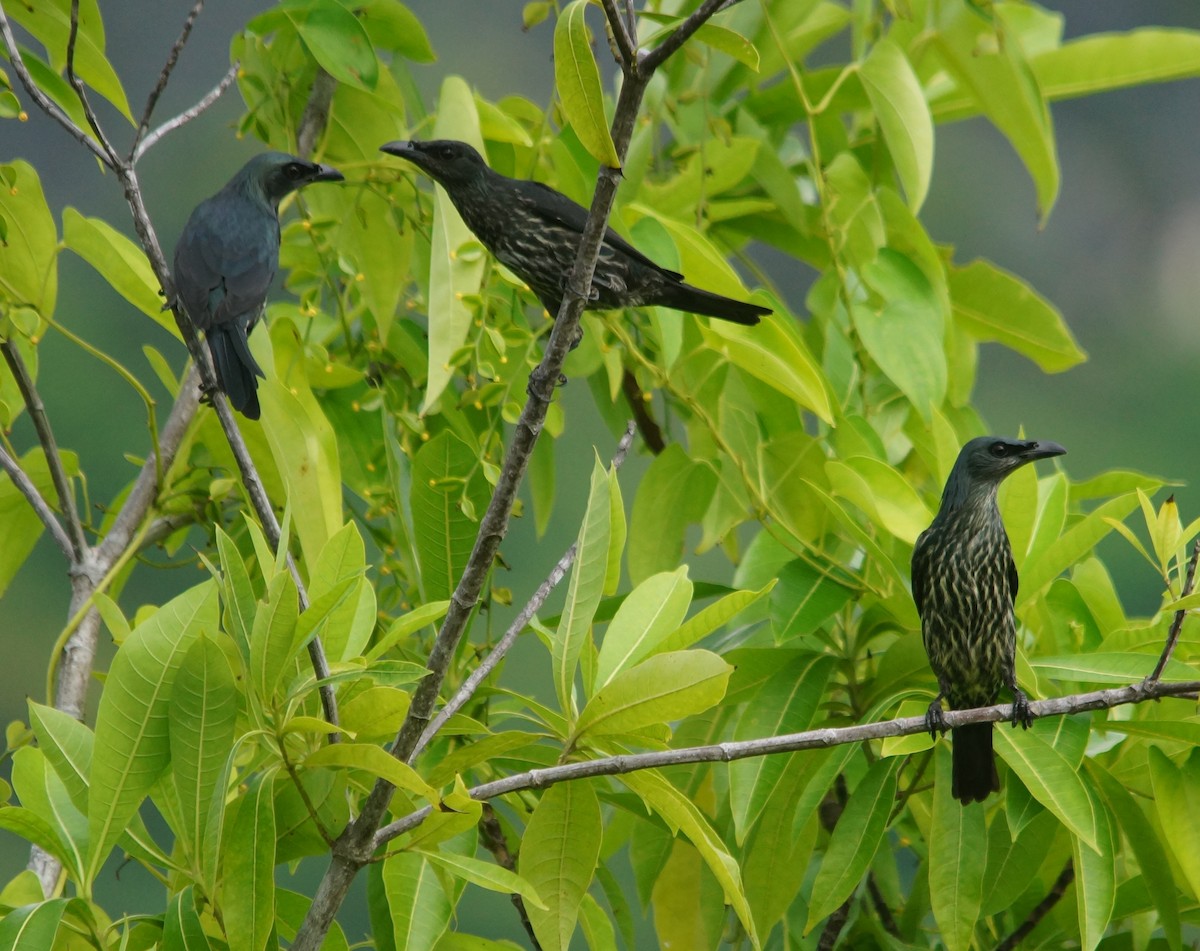 Moluccan Starling - Opwall Indonesia