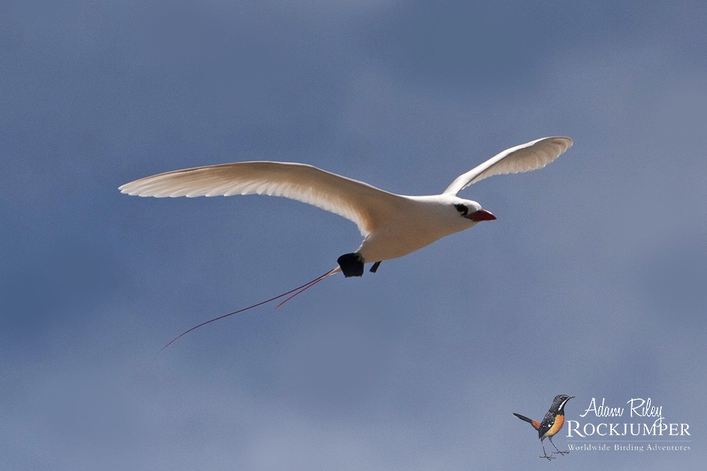 Red-tailed Tropicbird - ML204689431