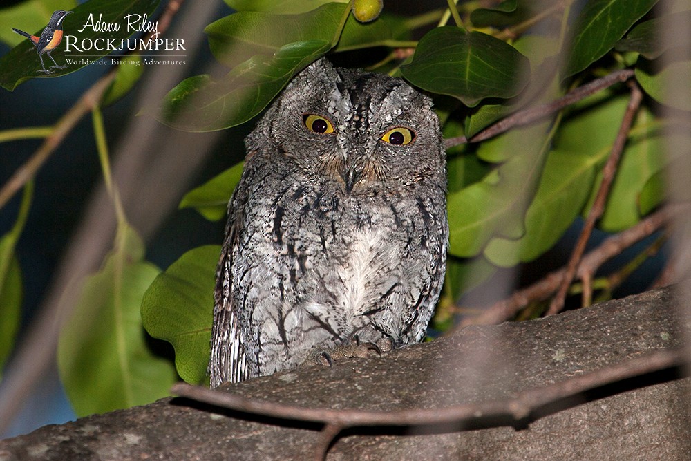 African Scops-Owl (African) - ML204689661