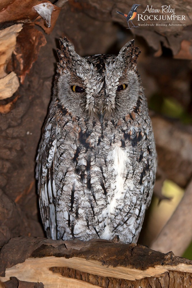 African Scops-Owl (African) - ML204689691
