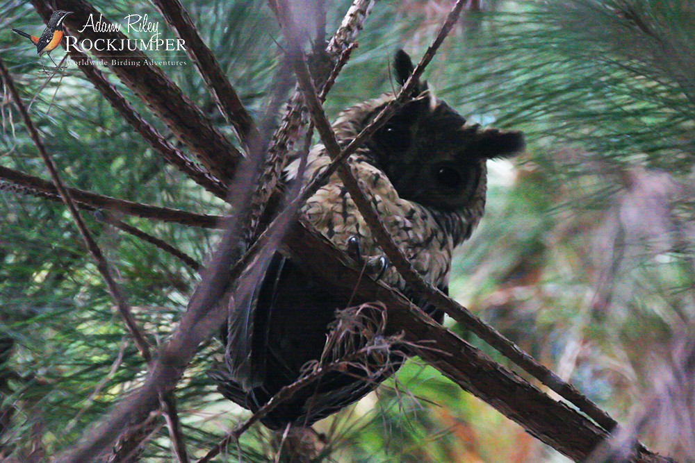 Madagascar Owl - ML204689741