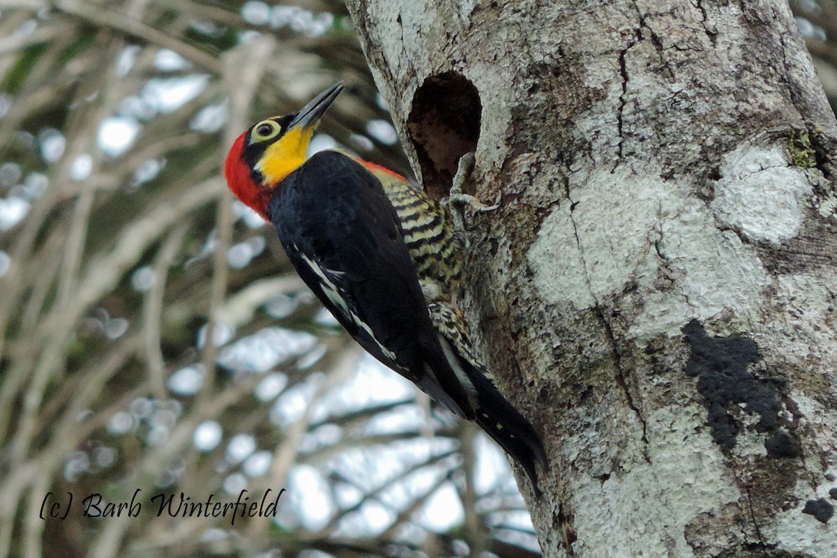 Yellow-fronted Woodpecker - Barbara Winterfield