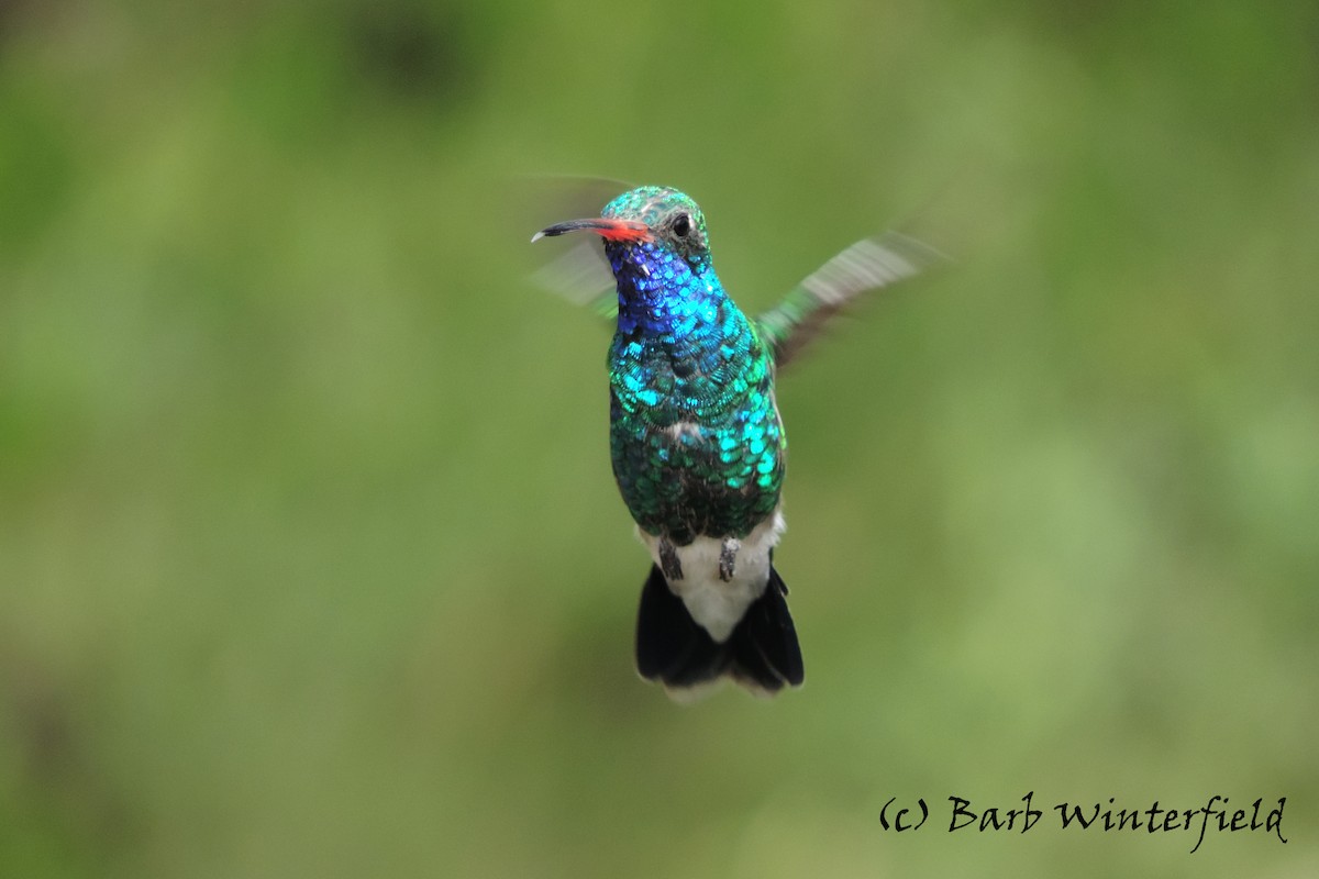 Broad-billed Hummingbird - Barbara Winterfield