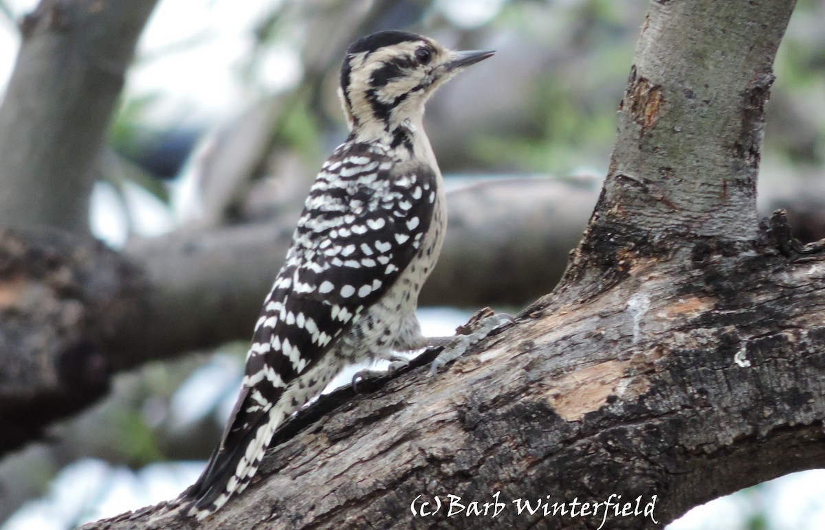 Ladder-backed Woodpecker - Barbara Winterfield