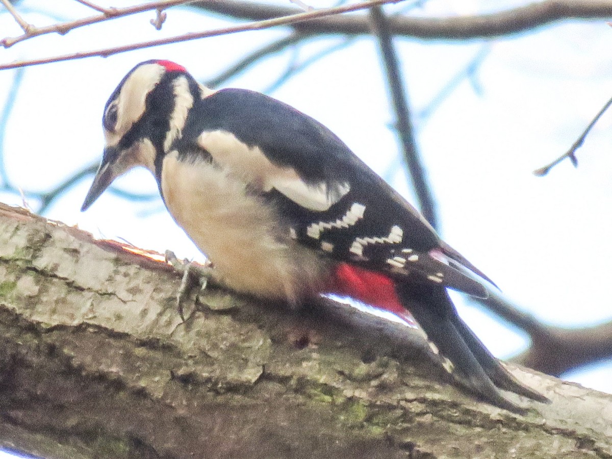 Great Spotted Woodpecker - ML204691471