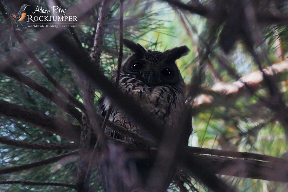 Madagascar Owl - ML204691531