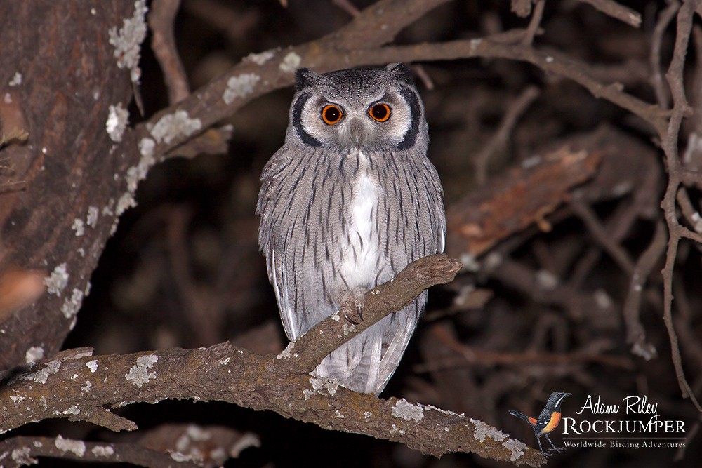Southern White-faced Owl - Adam Riley