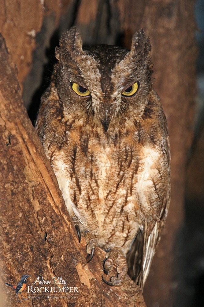 Madagascar Scops-Owl (Torotoroka) - ML204691591