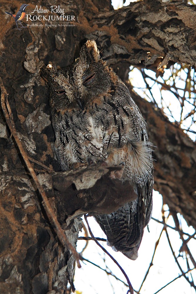 Madagascar Scops-Owl (Torotoroka) - Adam Riley