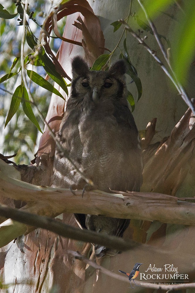 Verreaux's Eagle-Owl - Adam Riley