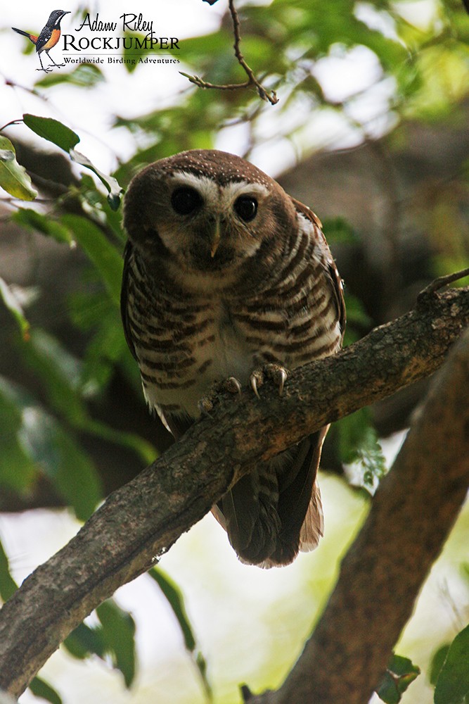 White-browed Owl - ML204691661