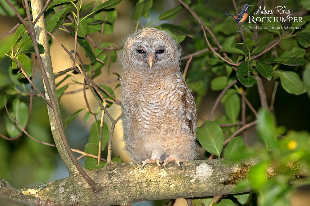 African Wood-Owl - ML204691761
