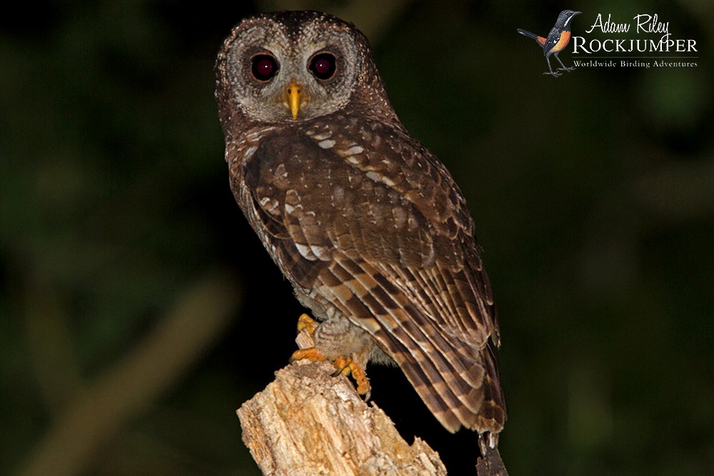 African Wood-Owl - Adam Riley