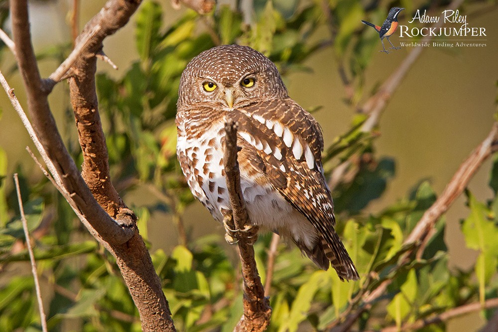 African Barred Owlet (Bar-fronted) - ML204691861