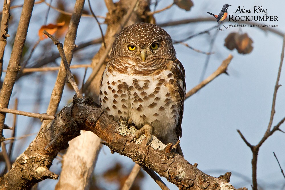 African Barred Owlet (Bar-fronted) - ML204691871