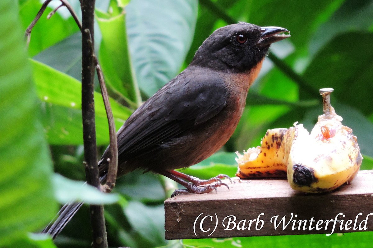 Black-cheeked Ant-Tanager - Barbara Winterfield