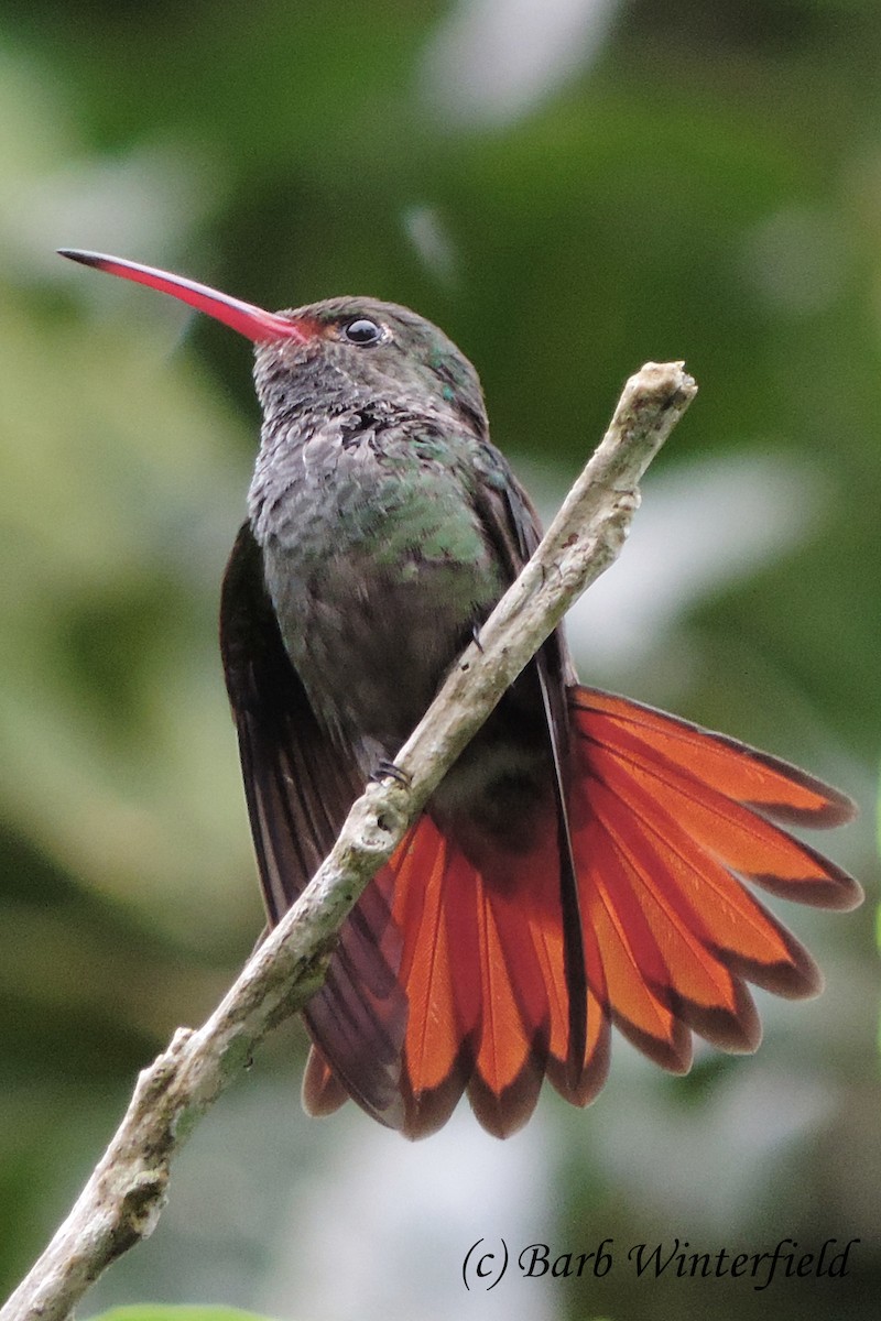 Rufous-tailed Hummingbird - Barbara Winterfield