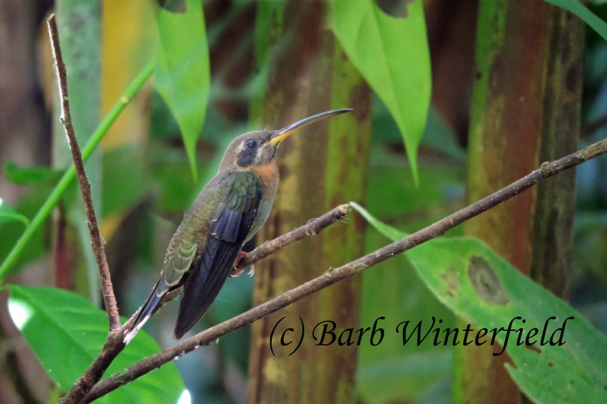 Band-tailed Barbthroat - Barbara Winterfield
